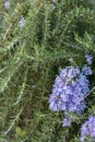Creeping Rosemary Rosmarinus officinalis Prostratus Corsican blue, flowering plant Royalty Free Stock Photo